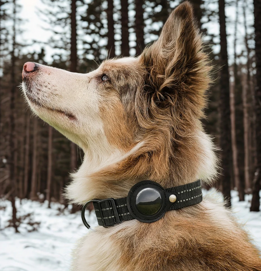 TrackForge - Dog Tag Collar
